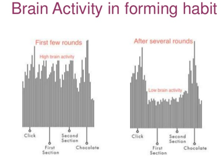 brain activity in forming habits