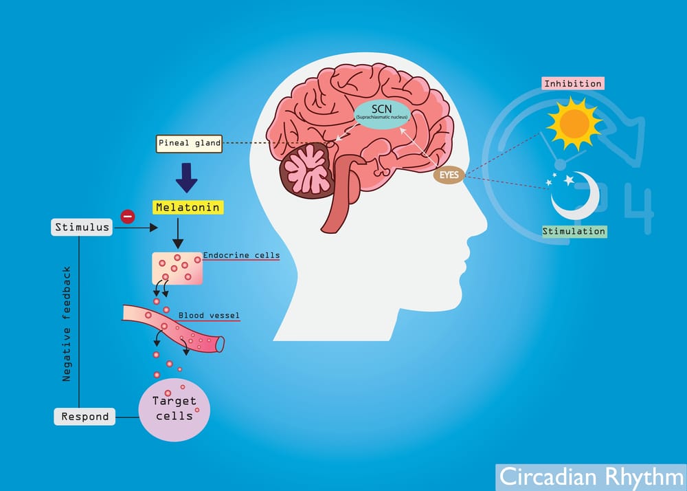  Circadian rhythm or biological clock