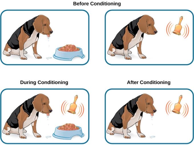 dog conditioning and its similarity to virtual networks conditioning